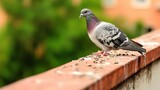 Pigeon Standing on Balcony Railing Surrounded by Droppings in Urban Landscape with Blurred Background