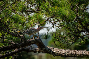 Wall Mural - green heron on a branch