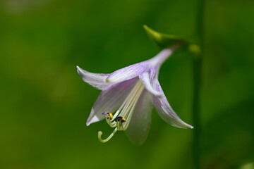 Wall Mural - the flower is opening on the stalks of my hosta plant in windsor in upstate ny in early summer. sing
