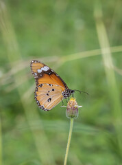 Wall Mural - plain tiger perched on a grass flower and photographed in macro.