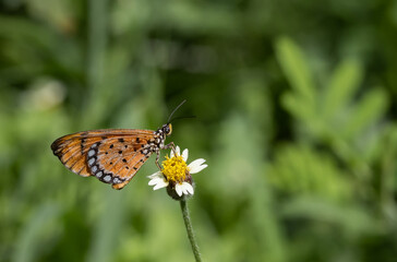 Wall Mural - Plain Tiger Perched on a grass flower and photographed in macro.