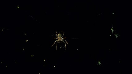 Wall Mural - A lone spider on its web at night. Intricate spider web against a dark background. Night photography of a spider in nature. 