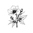 © Rahma - Elegant monochrome flower illustration perfect for botanical designs and artistic floral compositions displaying a detailed blossom