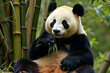 © MINK - A serene giant panda peacefully enjoys a meal among lush bamboo stalks, exhibiting tranquility and natural beauty