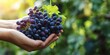 © Karyn - The hands holding fresh grapes in a lush garden setting.