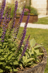 Wall Mural - sauge violette