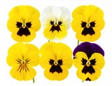 Colorful pansy flowers