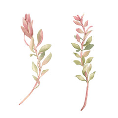 branches of callistemon tree hand drawn. tropical plants in pink green watercolor isolated on white.