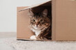 © Pixel-Shot - Cute cat sitting in overturned cardboard box at home