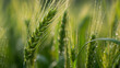 © Alexander - Green wheat spike close-up with morning dew drops on blurred natural background, fresh agricultural plant in early growth stage, sunlight highlights fine details.