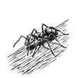 © DarleneE - Ant Insect Illustration Transparent Background Detailed Drawing Sketch