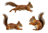 Isolated Transparent PNG of Three Squirrels Wildlife Rodent Mammal