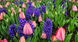 Vibrant garden with tulips and hyacinths