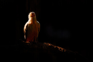 vulture sunset. egyptian vulture, neophron percnopterus, big bird of prey sitting on the tree trunk 