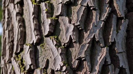 Rough tree bark texture close up showing moss growing