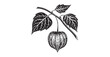 © sagor - Detailed ink drawing of a physalis fruit hanging from a branch with leaves silhouette