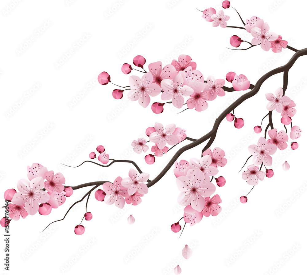 pink sakura cherry blossom branch Stock Illustration | Adobe Stock