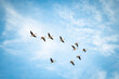 © zhang - A flock of migrating geese under the blue sky and white clouds