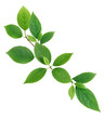 © cosma - Green Leaves