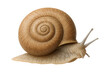© OMD - Heath snail with a flattened, coiled shell and light brown, ribbed texture