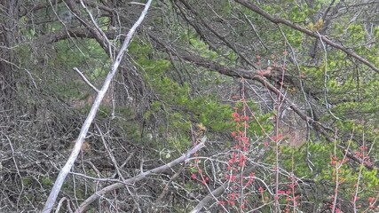 Wall Mural - Camera tracking shot following bird in flight through dense tangled forest. Natural wildlife behavior captured amid vibrant flowering plants and bare winter branches.