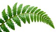 © Asawin - a vibrant green fern frond gracefully curves on a stark background, highlighting its intricate details and natural beauty