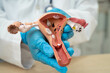 © Pakawadee - Uterus, doctor holding human anatomy model for study diagnosis and treatment in hospital.