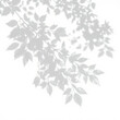 © 두호 최 - shadow overlay effect. Gray shadow of leaves isolated on white background. Plant foliage leaf shadow light effect. Mockup Blurred tree branch shadow. Ideal for summer spring design elements PNG