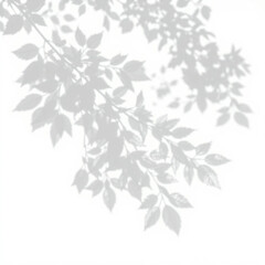 shadow overlay effect. gray shadow of leaves isolated on white background. plant foliage leaf shadow