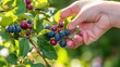 © Tiyok - Hand picking blueberries from a bush