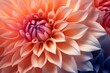 © Artem - macro flower dahlia