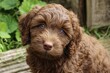 © LimeSky - Brown cockapoo puppy named Nelli