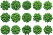 © Maisa - Top view green bushes set, realistic foliage plant collection, garden landscape design, nature elements, isolated shrub vector illustrations pack
