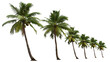 © Laksika - Coconut Trees Beautiful 3D Tree Isolated On Transparent Background