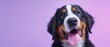 © Studio Nova - The playful Bernese puppy with a joyful expression on a purple background