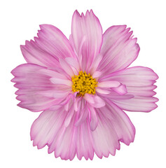 Wall Mural - cosmos flower isolated