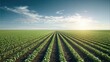 © Mauricio - Sunlight shines on a vast agricultural field with neatly planted rows
