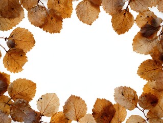 Wall Mural - Beautiful autumn leaves in warm brown tones form a natural frame on a clean white background image space.