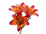 Vibrant spotted lilies with water droplets flowers orange, Isolated, Transparent Png