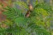 © Martanto Setyo H - Scaly-breasted Munia Pair Perched on Delicate Green Acacia Branches Natural Light.