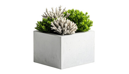 Modern concrete planter with coral and plants isolated on transparent background