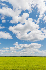 Wall Mural - wide green field under a sunny sky with scattered white clouds