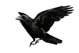 Majestic black raven isolated on transparent background, high-detail digital illustration with crisp edges for seamless cutout