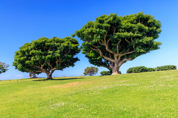 Wall Mural - bushy green trees on a lush meadow under a clear blue sky