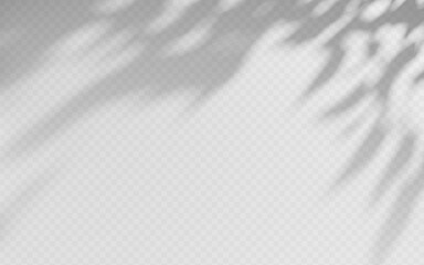 Wall Mural - shadow overlay from a tree branch isolated on a transparent background.