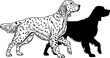 © Ninja in Pajamas - Illustration of two english setter dogs one in outline and one in solid black silhouette style image editable vector
