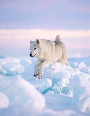  A fluffy white dog joyfully bounds through a snowy landscape, its fur glistening in the sunlight, leaving paw prints in the fresh, powdery snow.