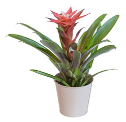 Wall Mural - Bromeliaceae