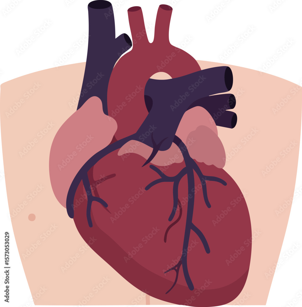 Human heart anatomy with arteries and veins detailed vector medical ...