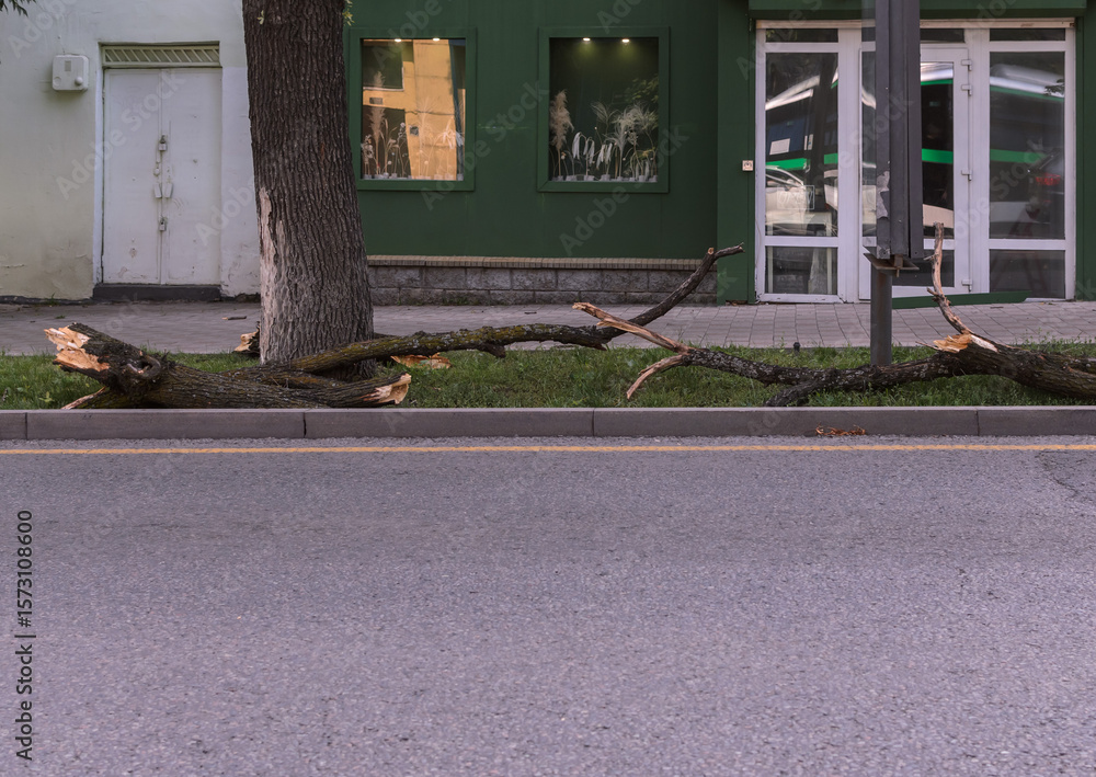 the broken branches of a tree after a hurricane lie along the sidewalk ...